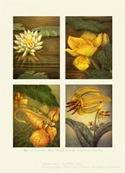 Adirondack Wildflower paintings by Nan Wilson
